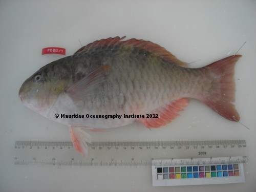 scarus scaber