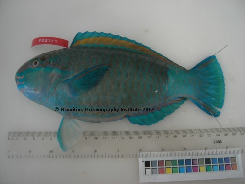 chlorurus sordidus