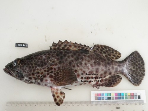 epinephelus tauvina