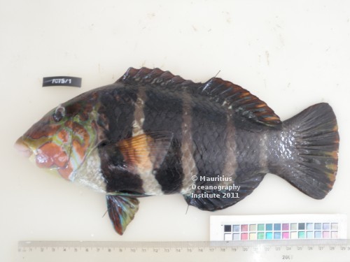  hemigymnus fasciatus