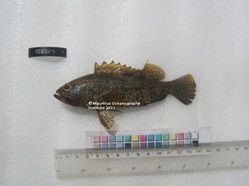 epinephelus hexagonatus