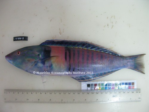 hologymnosus doliatus