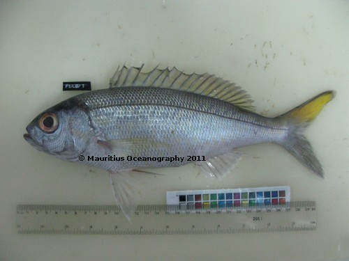 pristipomoides auricilla 