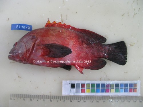 cephalopholis urodeta